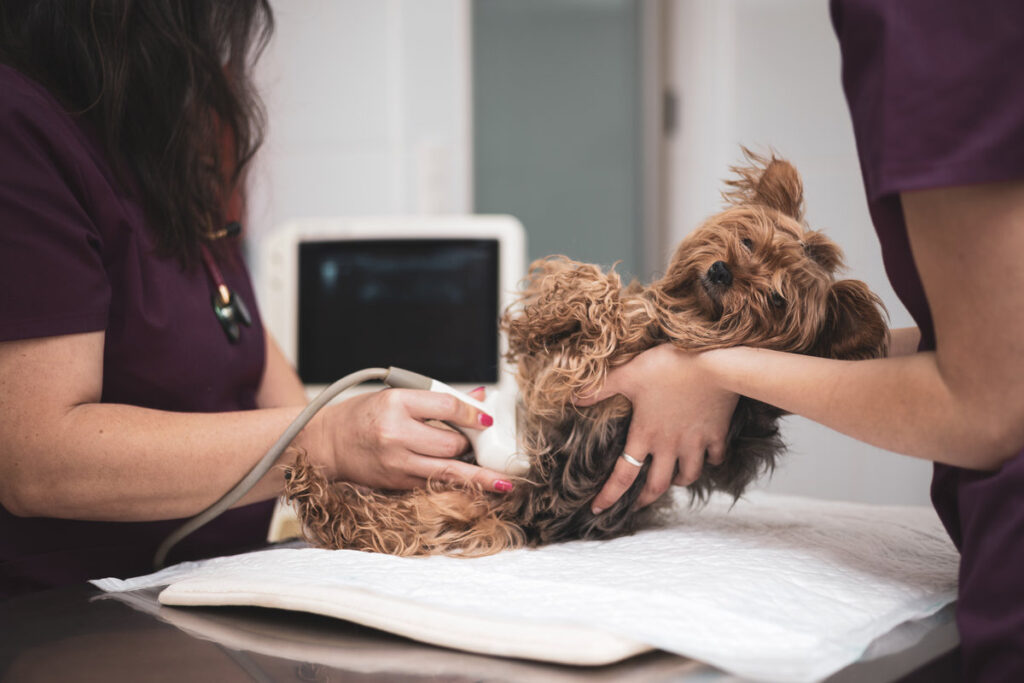 Female doctors from the veterinary team are doing an ultrasound scan of a cute beautiful dog. Yorkshire. Veterinary concept.
