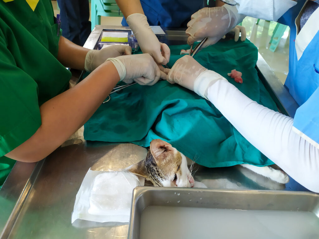 A veterinarian helps a real cat's cesarean section. for healing