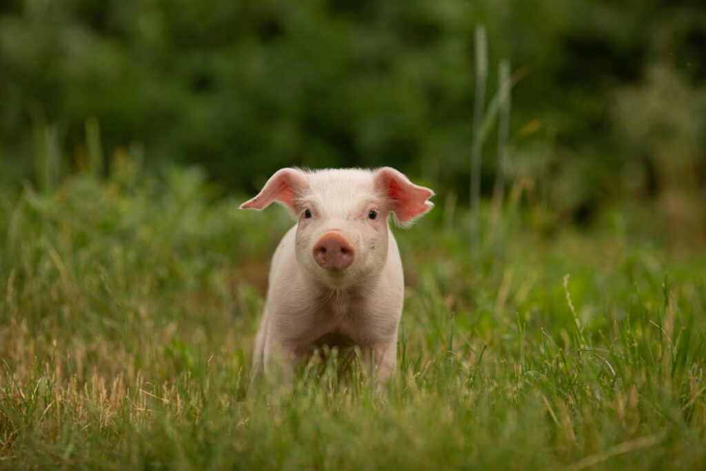 cutie and funny young pig is standing on the green grass. Happy