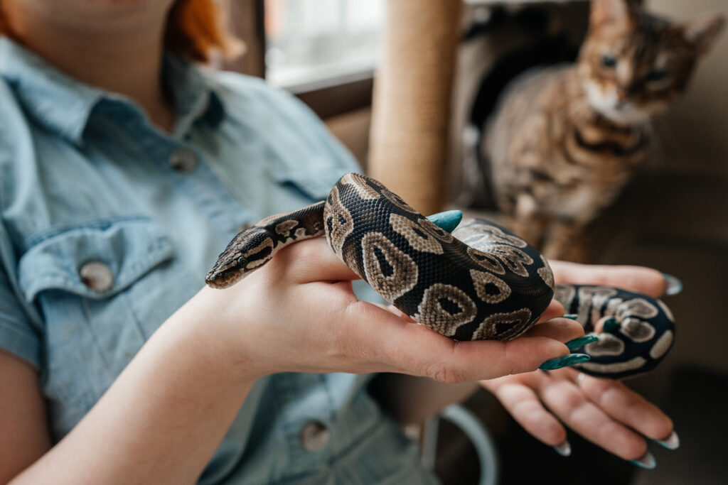 Young woman holdind pet snake in her hands. Curious cat.