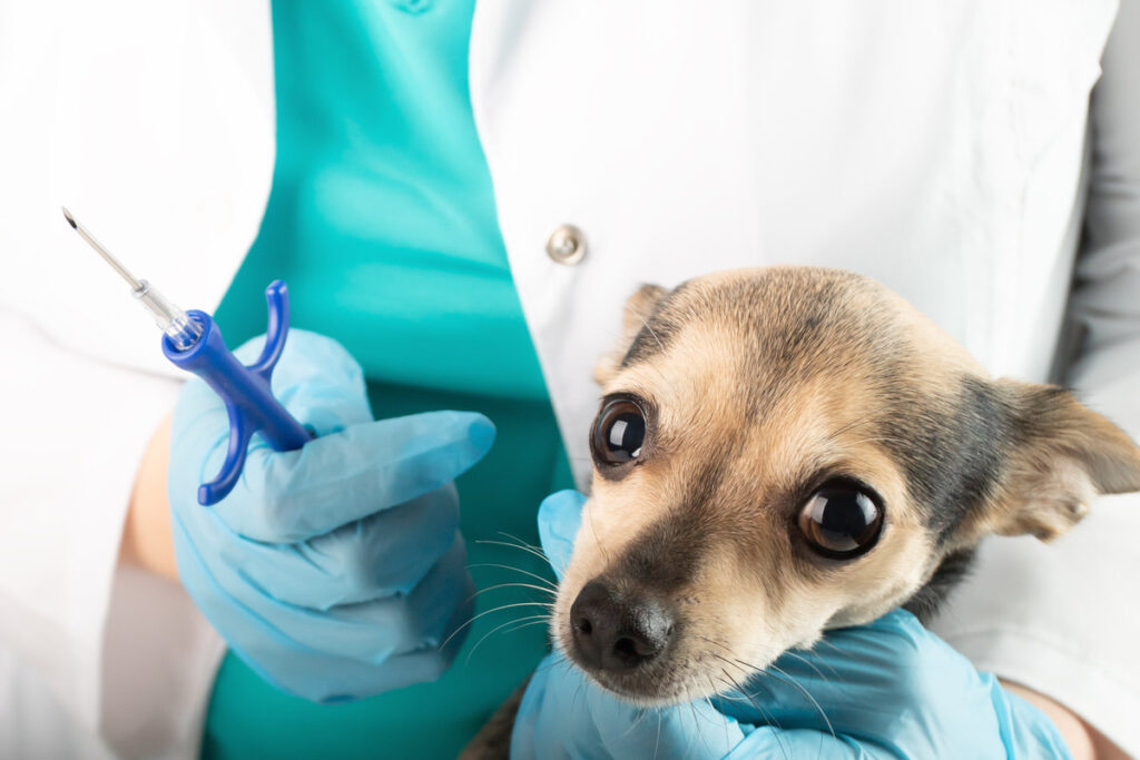 pet chipping, dog in medical clinic before injection of microchip for animal identification