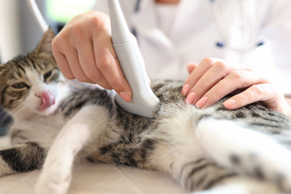 Close-up of cat having ultrasound scan in vet office. Veterinary clinic, veterinarian concept