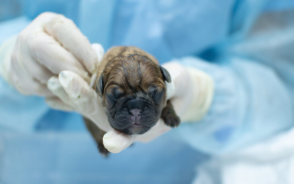 A newborn snub-nosed puppy is carefully held in his hand by a veterinarian in medical gloves and a blue uniform. The doctor with love and care holds a small puppy..