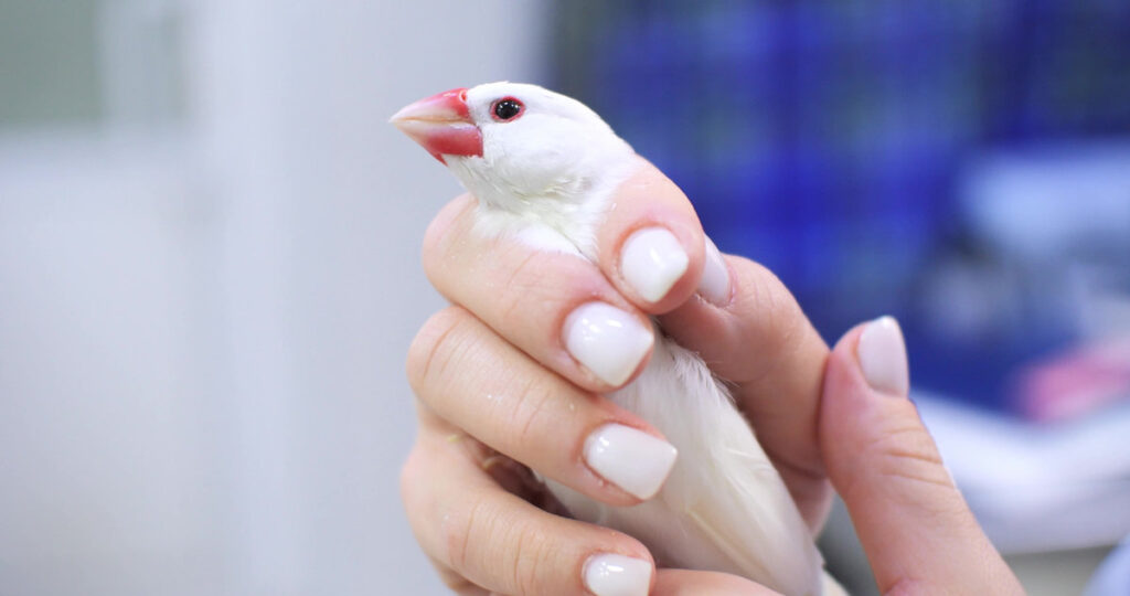 Amadin bird at the veterinarian's. The doctor carefully holds a white bird of finches in his hands while conducting a veterinary examination of the patient..