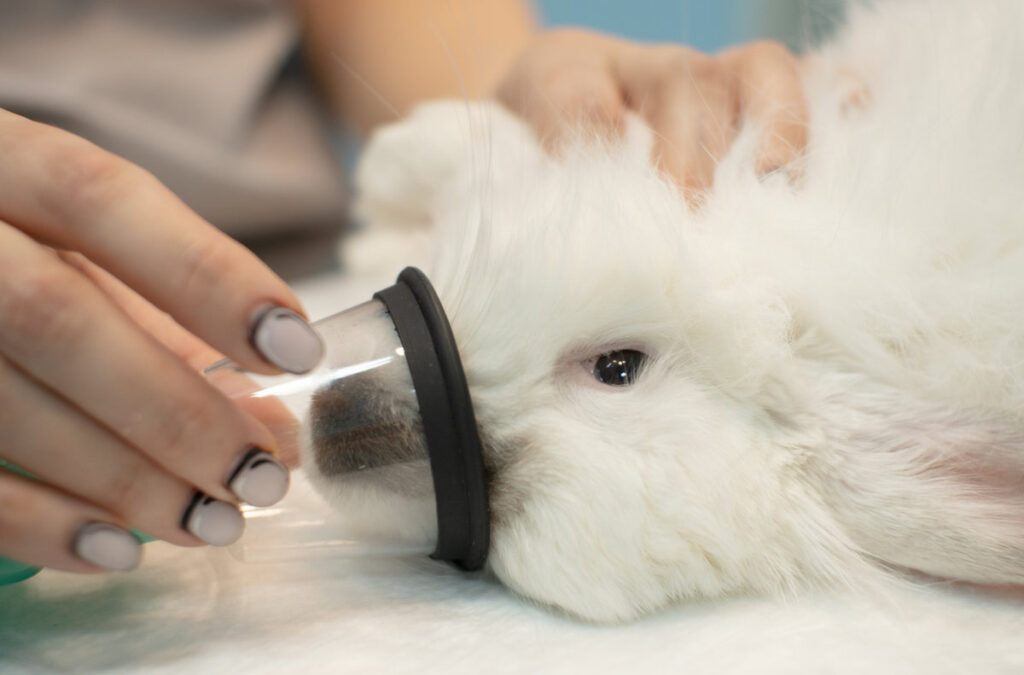 The rabbit lies on the operating table with a mask over its face and falls asleep inhaling gas anesthesia. The doctor holds a mask on the muzzle of a rabbit with his hand so that he falls asleep..
