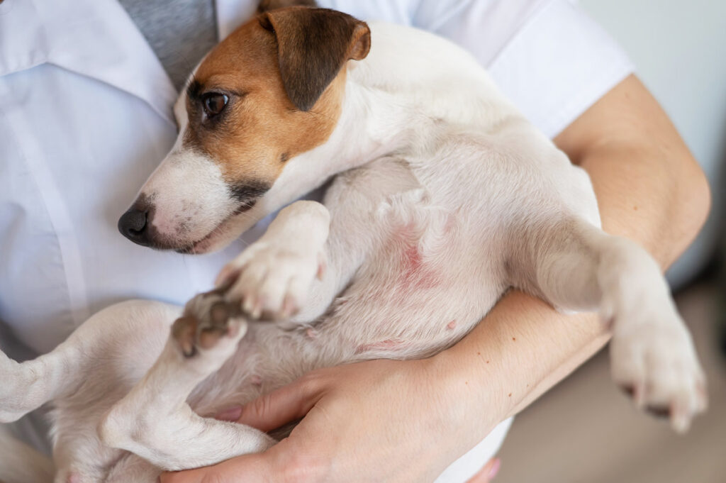 Veterinarian holding a jack russell terrier dog with dermatitis