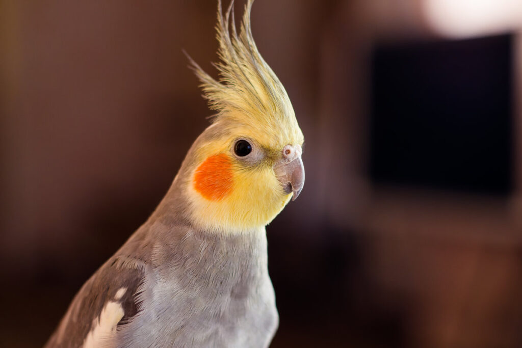Beautiful photo of a bird. Ornithology.Funny parrot.Cockatiel parrot. Home pet yellow bird.Beautiful feathers.Love for animals.Cute cockatiel.Home pet parrot.A bird with a crest.Natural color.Birdie
