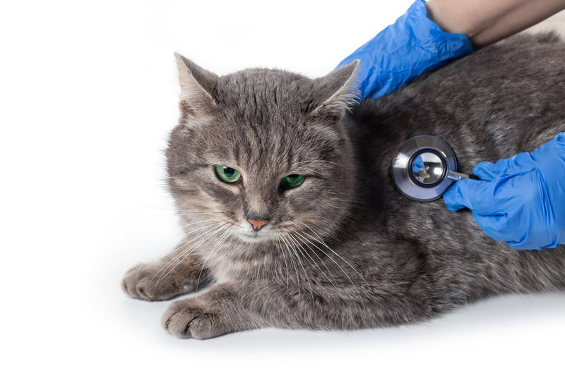 Veterinarian holding stethoscope and check up a Siamese cat stomach that lies on white table. Examination health of pet