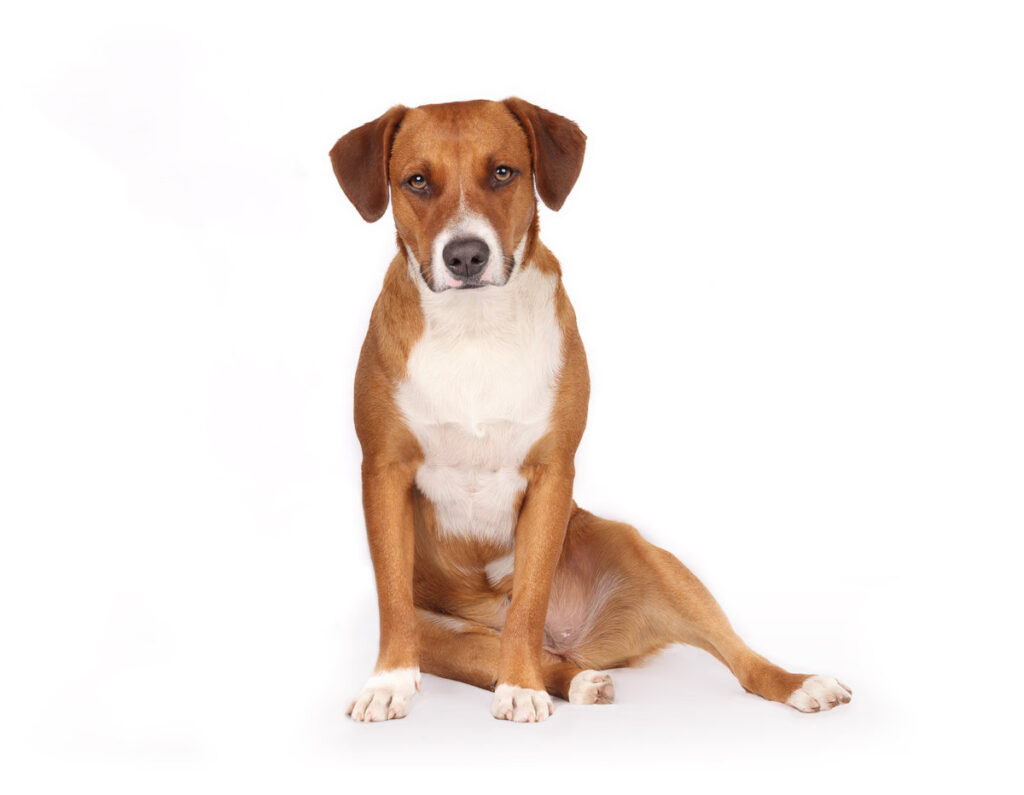 Relaxed dog sitting sloppy or with legs sideways. Dog with funny sitting position known as puppy sitting. Possible health problems like injuries or hip dysplasia. 1year old female Harrier mix dog.