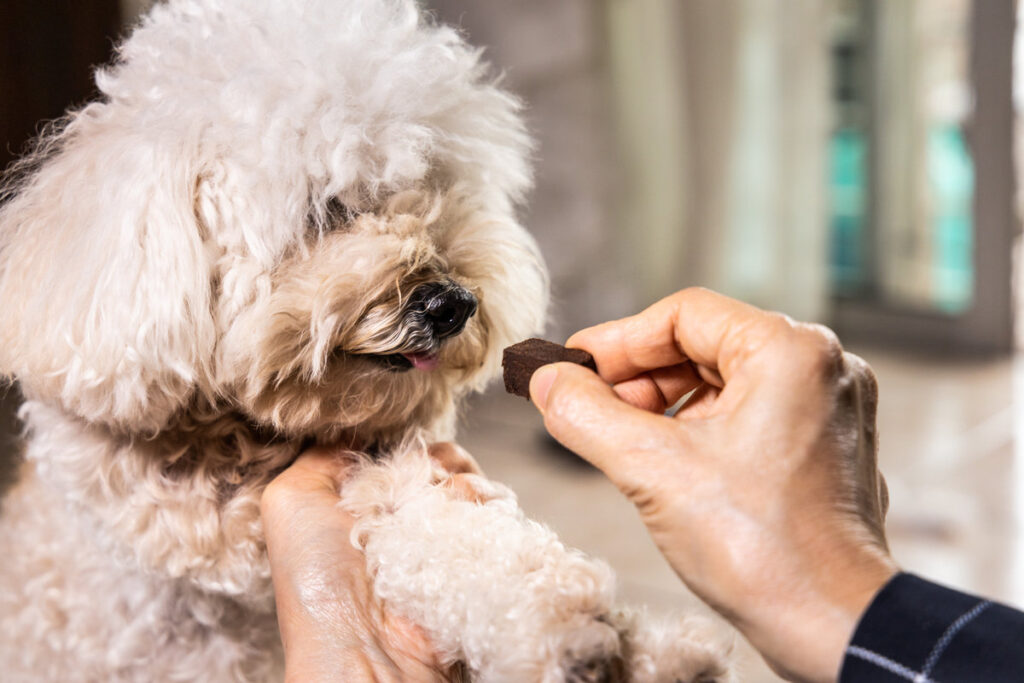 Closeup on hand feeding pet dog with chewable to protect and treat from heartworm disease at home