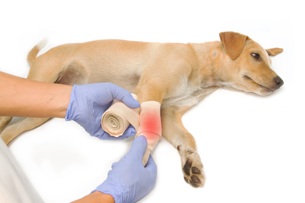 veterinarian's hands wrapping a bandage on the puppy's leg