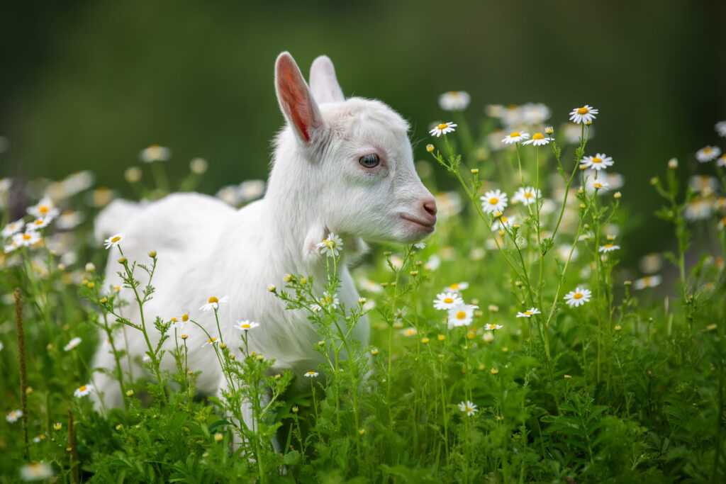 Baby goat standing on spring green grass with white flowers