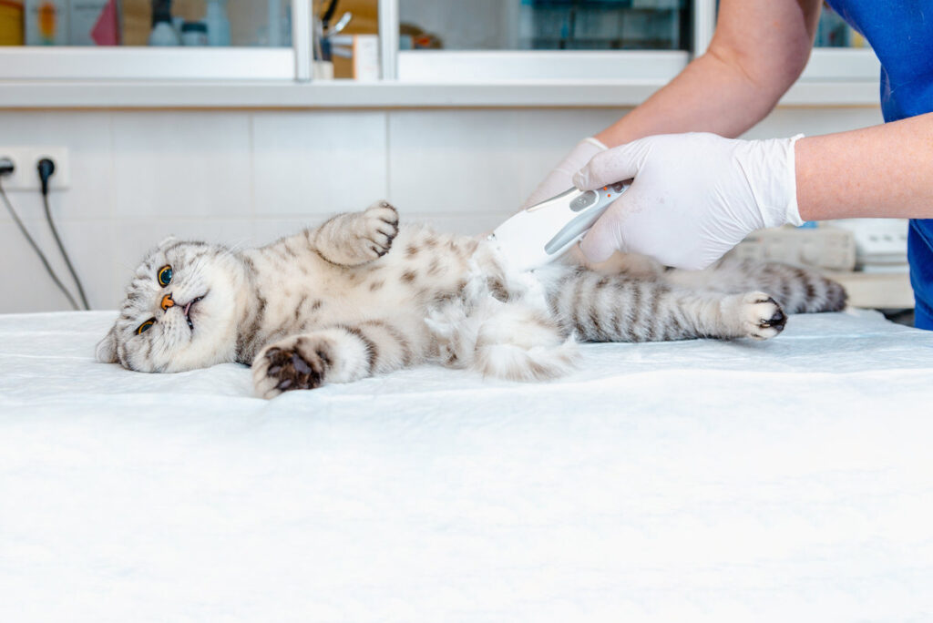 A veterinarian's hand shaves a cat's belly at veterinary clinic, the cat is examined and prepared for surgery by shaving its belly.Veterinary concept.Copy space.