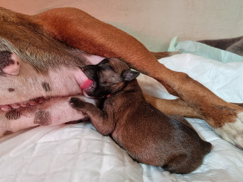 première tétée d'un chiot après une césarienne. Allaitement