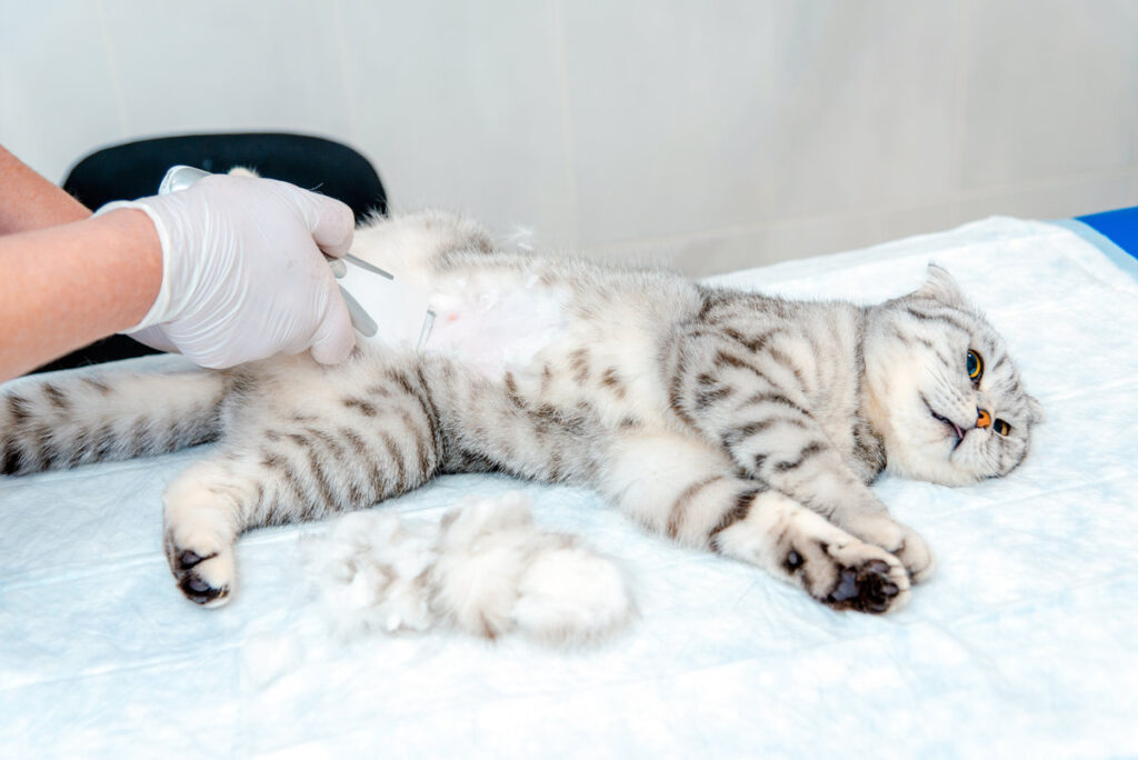 A veterinarian's hand shaves a cat's belly at veterinary clinic, the cat is examined and prepared for surgery by shaving its belly.Veterinary concept.