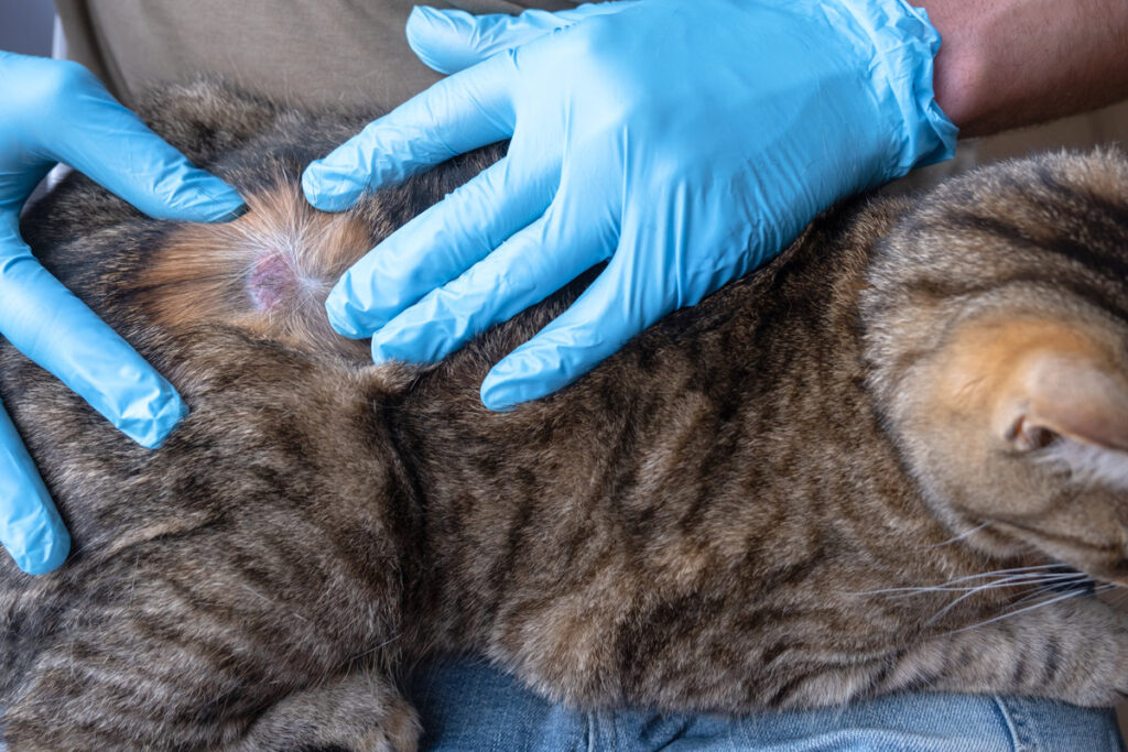The fungal disease lichen in a cat under the coat is a dry crust of sores with hair loss. Veterinarian's hands in gloves, wound close-up