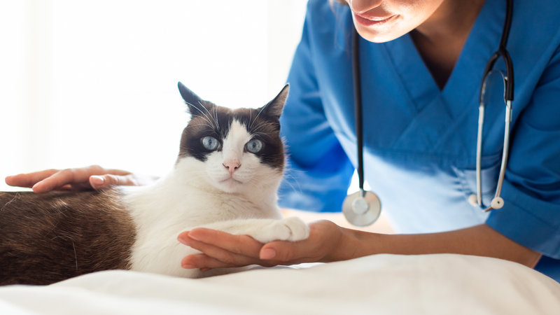 Pet Health Care. Doctor Veterinarian Woman Treating Domestic Cat Patient, Stroking And Bonding With Animal During Diagnostic Check Up At Veterinary Clinic. Cropped Shot, Panorama