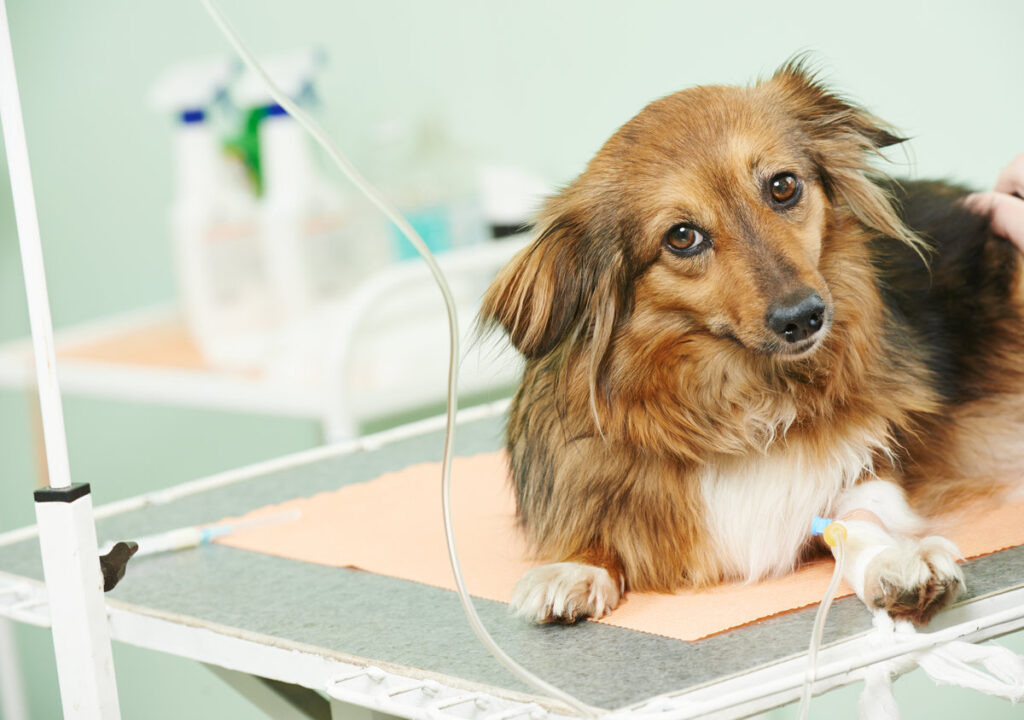 vaccine to the dog in veterinary clinic