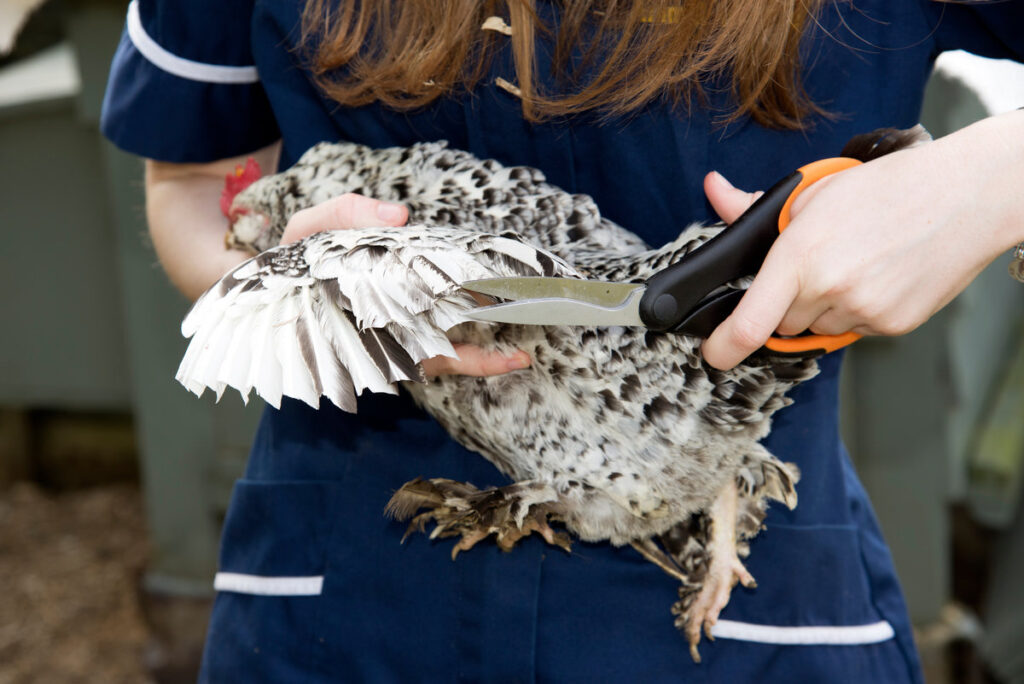 Clipping flight feathers of a Belgian Bantam