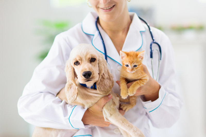 Vet examining dog and cat. Puppy and kitten at veterinarian doctor. Animal clinic. Pet check up and vaccination. Health care for dogs and cats.