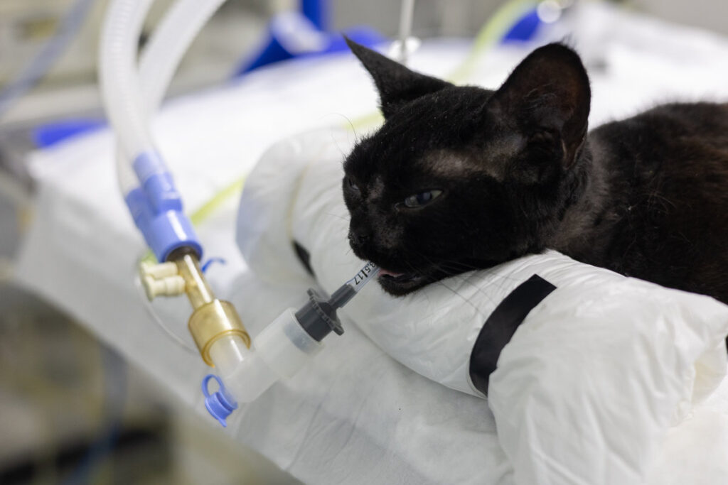 A cat in surgery sleeps under gas anesthesia with an endotracheal tube. The cat is connected to a gas anesthesia machine through a tracheal tube. Cat in surgery under anesthesia..