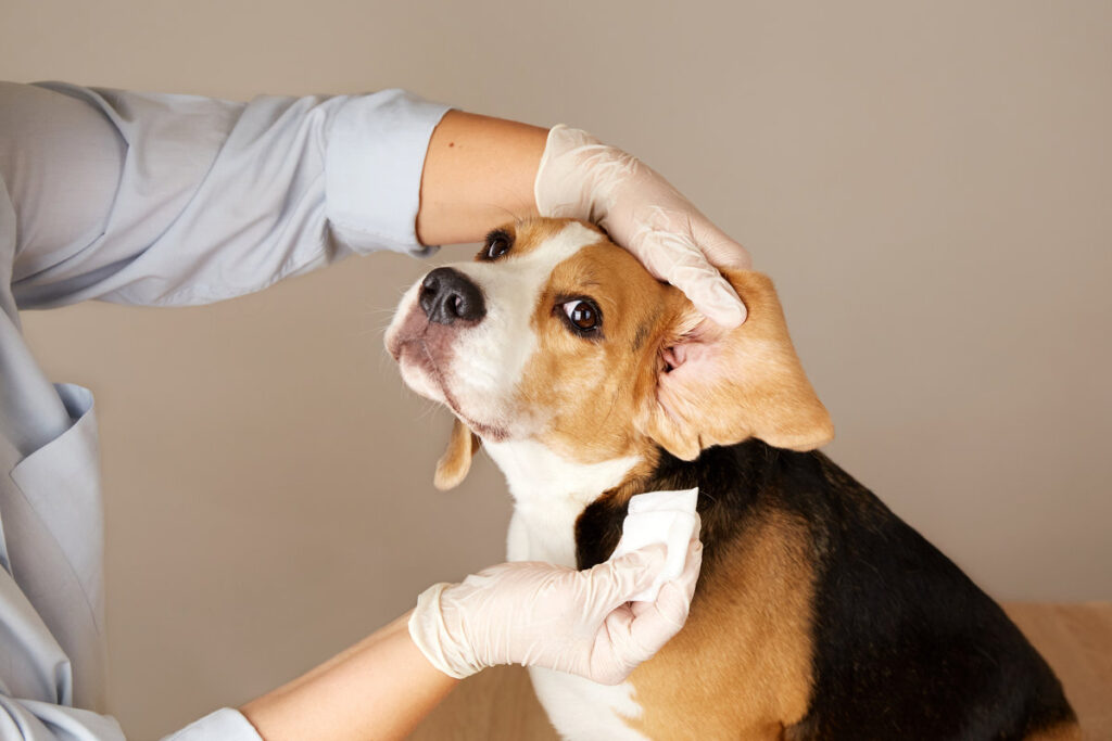 Vet doctor cleans the beagle dog's ears with a napkin. Pet care.
