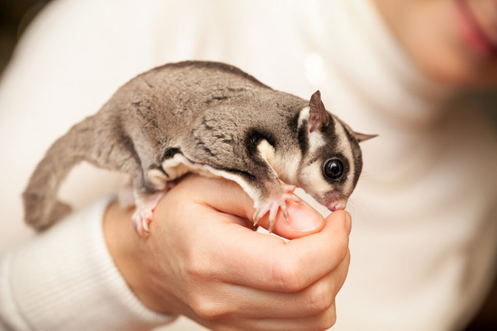 Gray sugar glider. Petaurus breviceps, arboreal gliding possum seats on woman hand, macro photo with selective focus