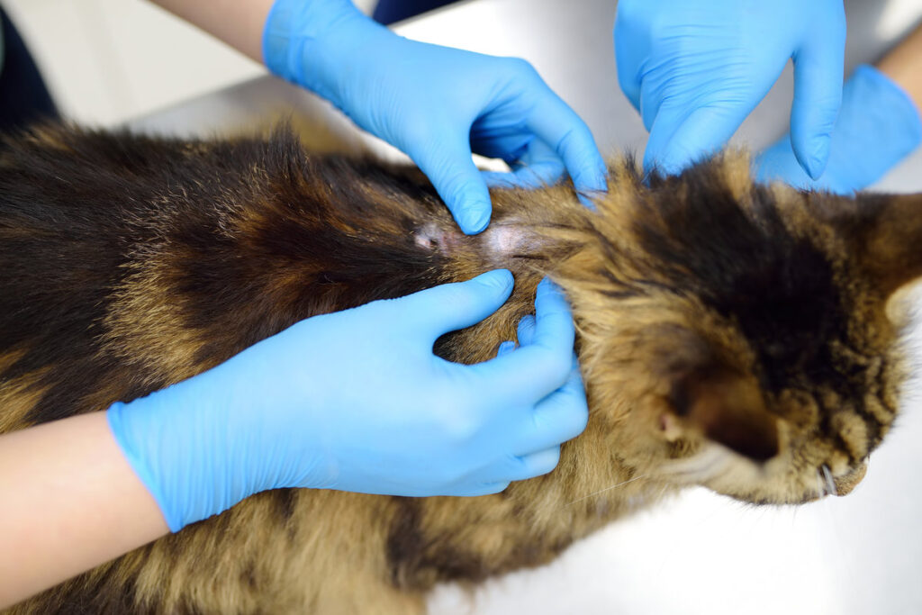 Two professional veterinarians examining a Maine Coon cat at a veterinary clinic. Pet examination in veterinary office. Diagnosis and treat of ringworm in cats