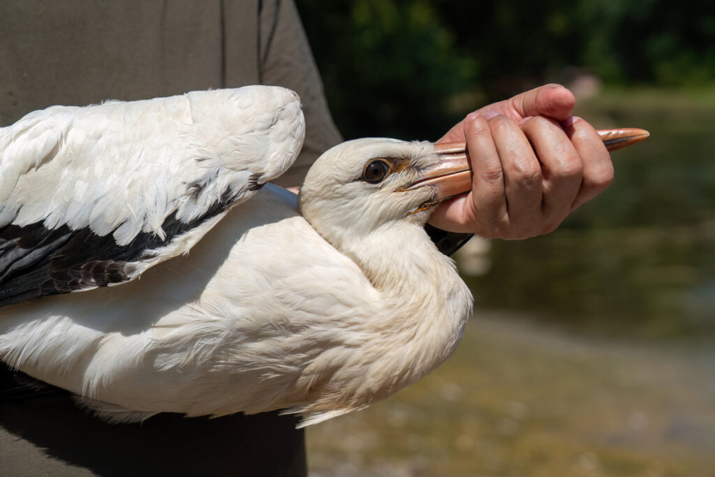 A treated stork will be released into the wild in Turkey
