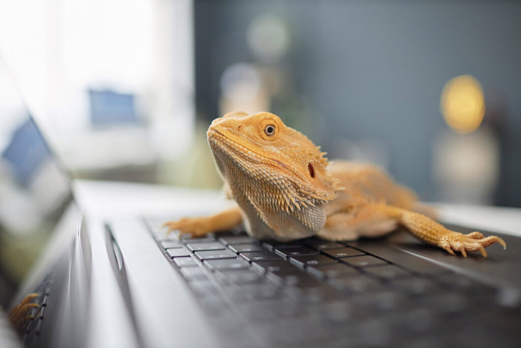Close up of cute yellow pet iguana sitting on laptop keyboard and looking at camera with blurred background copy space