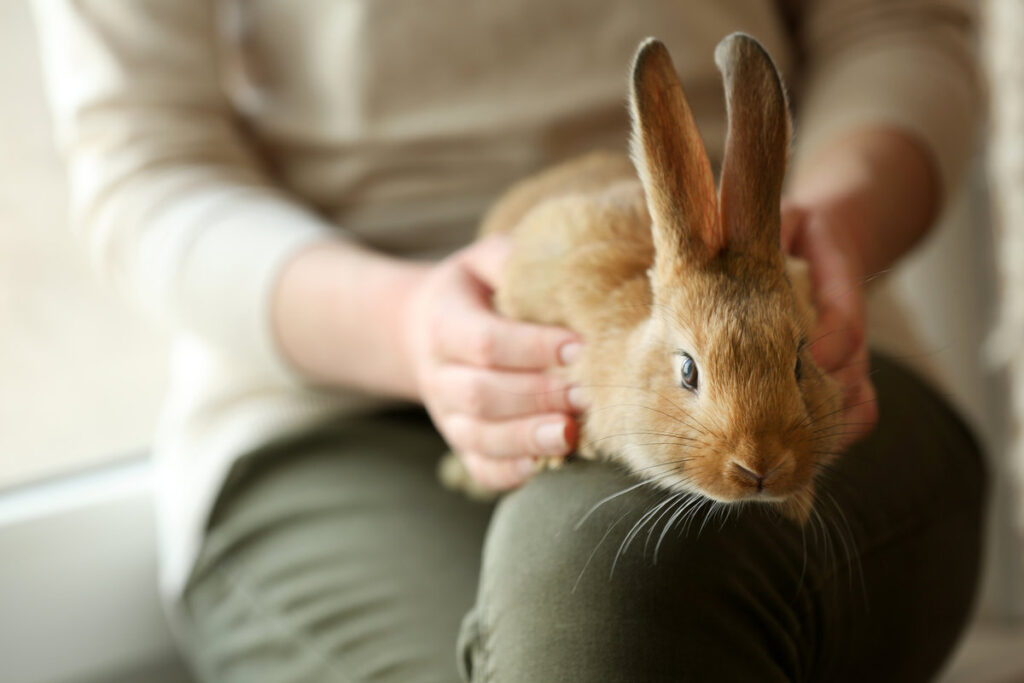 Woman holding little cute rabbit close up