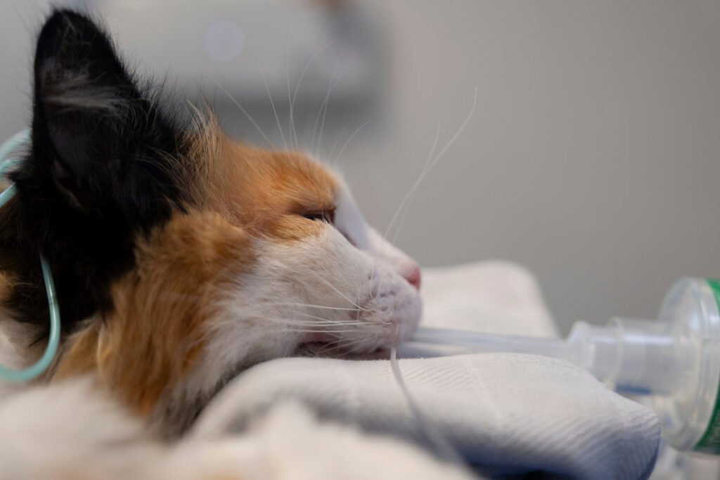 Intubated cat is connected to vital signs monitors. Cat anesthetized with gas anesthesia during an operation. Side view