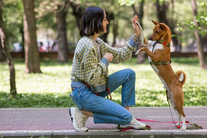 African dog sabbenji high fives the owner on a walk in the park