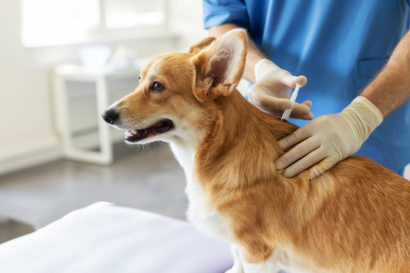 Pembroke Welsh Corgi dog receiving vaccination, sitting on table in veterinary clinic while male veterinarian in protective gloves and blue uniform vaccinating him