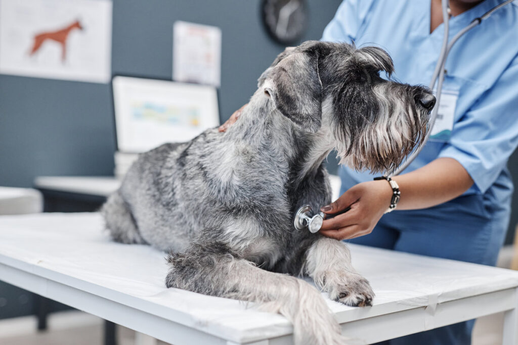 Side view of gray standard schnauzer dog lying on examination table while female veterinarian in blue scrubs listening to heart with stethoscope in clinic