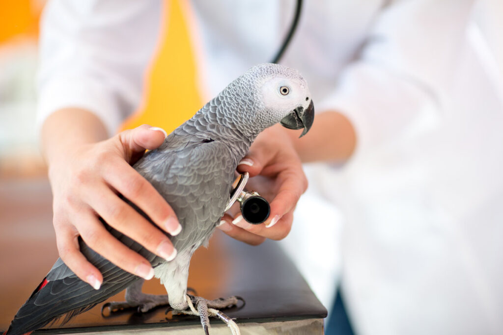 Veterinarian examining sick African grey parrot with stethoscope at vet clinic