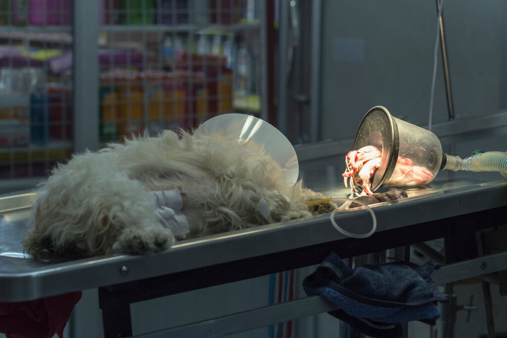 Dog lose consciousness after Caesarean section with just born puppy on operating table in veterinarian's clinic