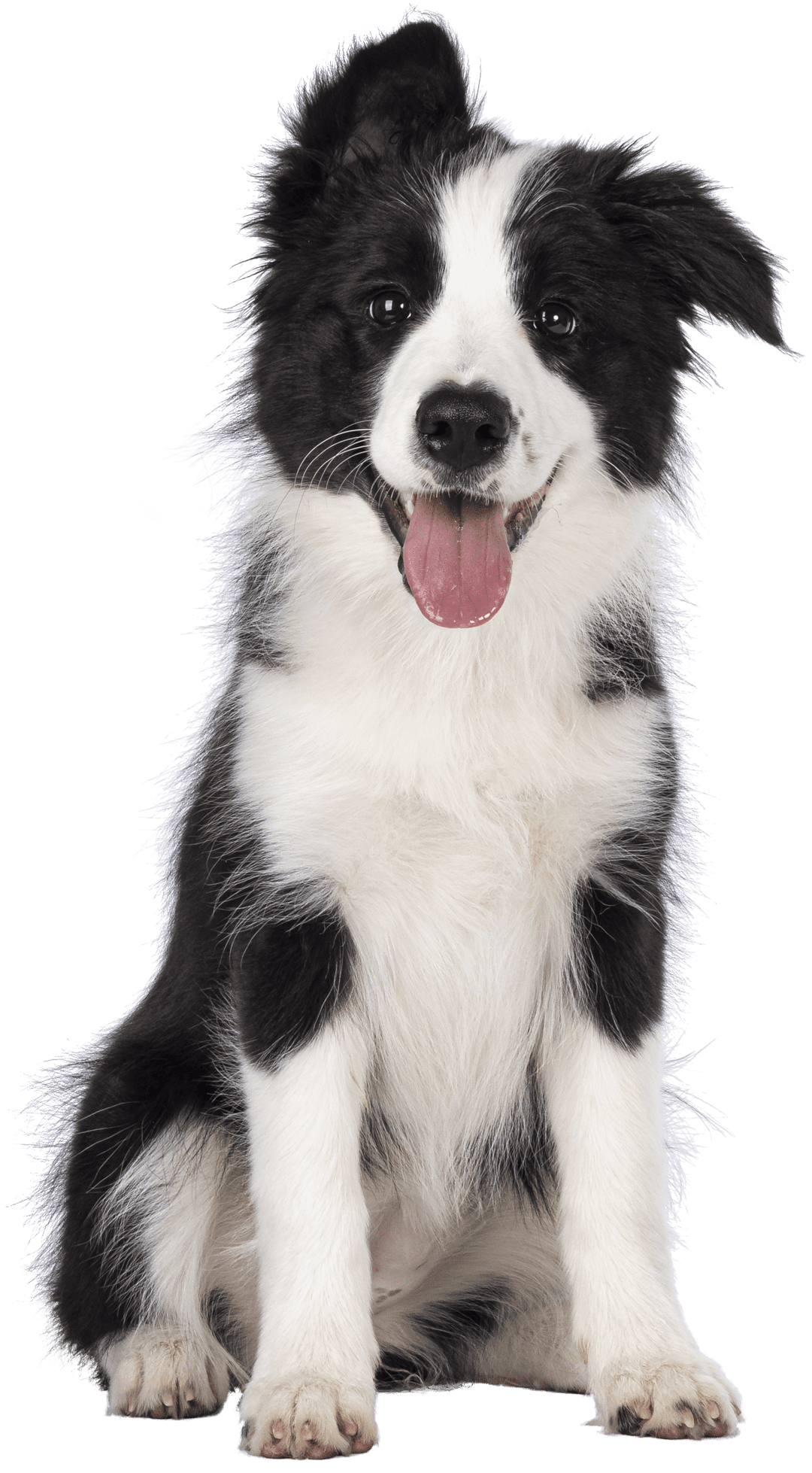 cute black and white border collie puppy sitting