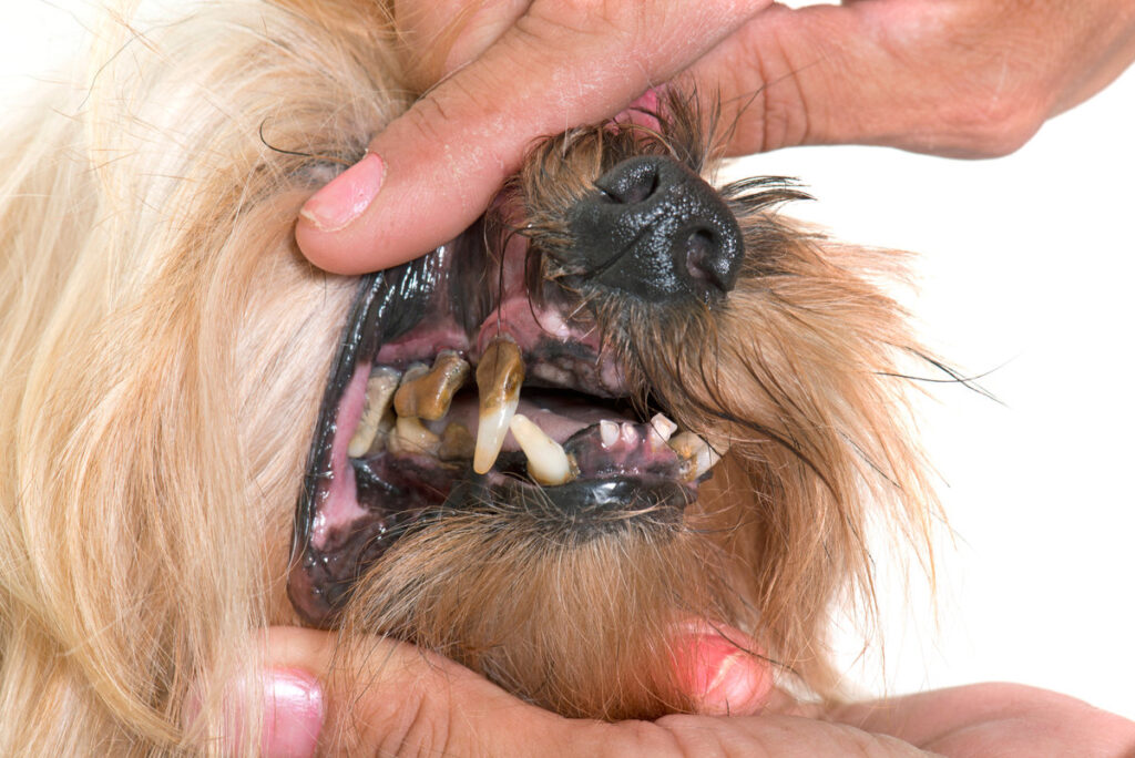 tartar teeth of old dog
