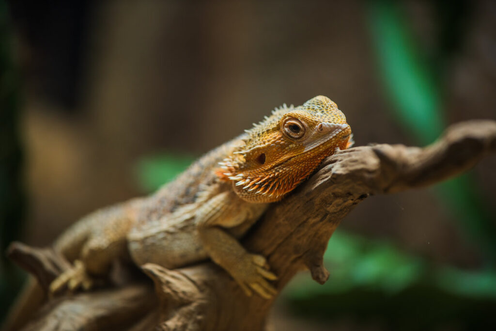 common bearded dragon (Pogona barbata) on wood branch