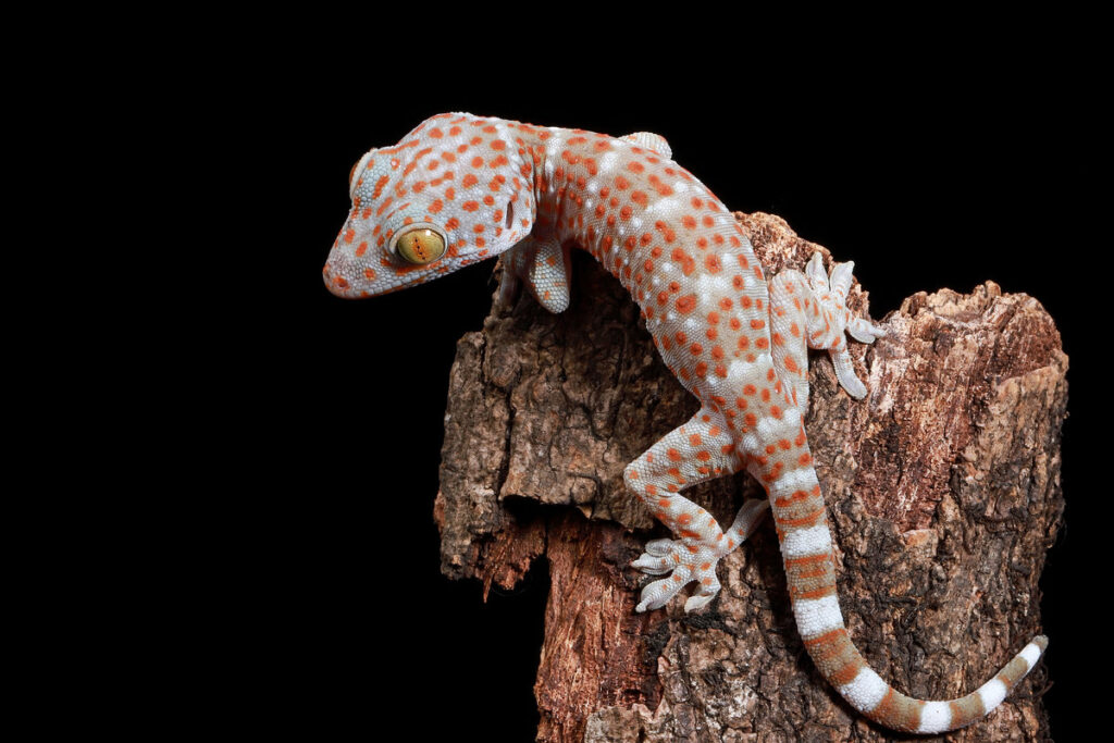 The Tokay Gecko (Gekko gecko) on wood.