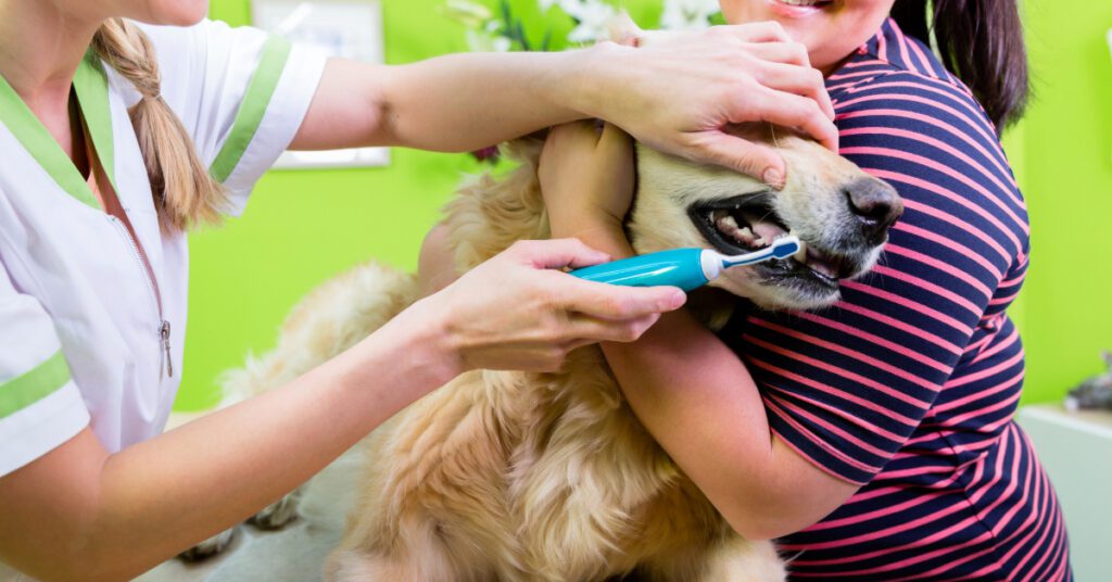 vet brushing golden retriever dog's teeth while owner holds him at clinic