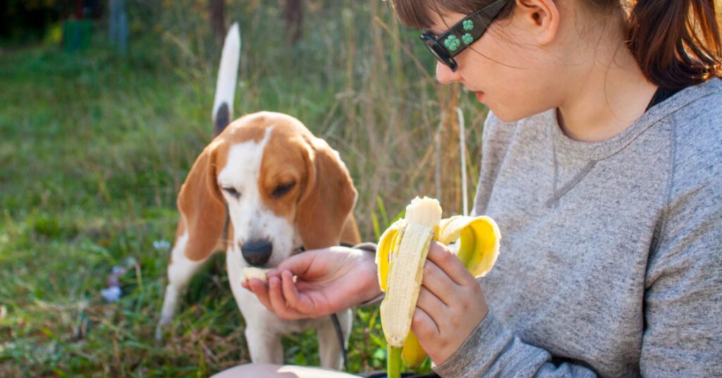 female owner feeding beagle dog banana outside
