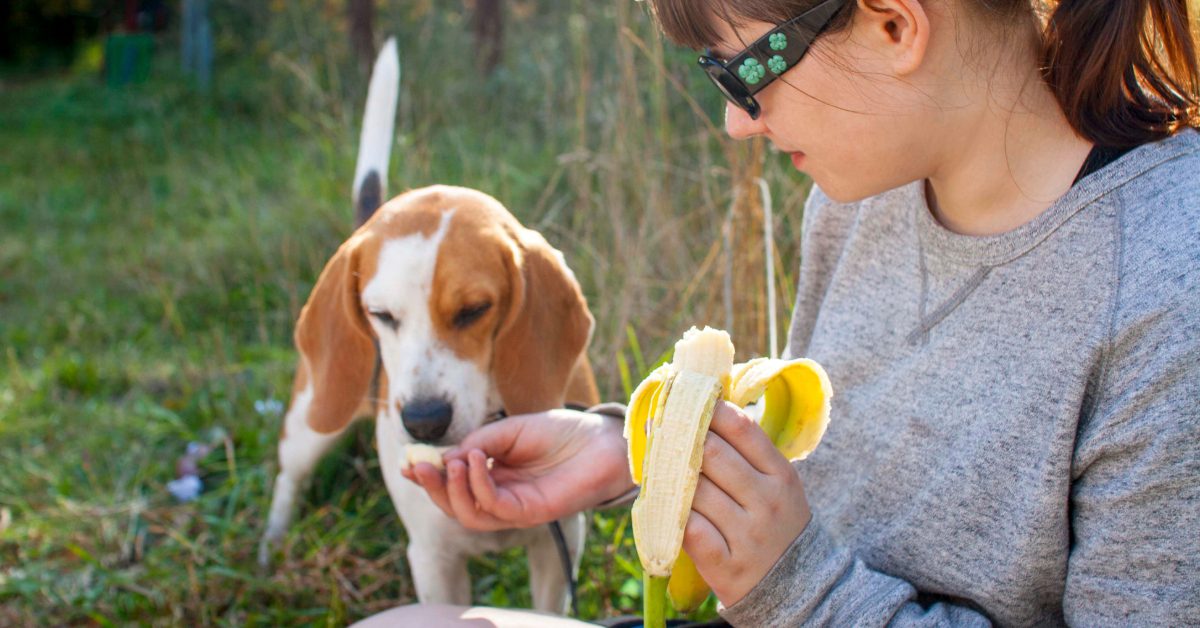 female owner feeding beagle dog banana outside
