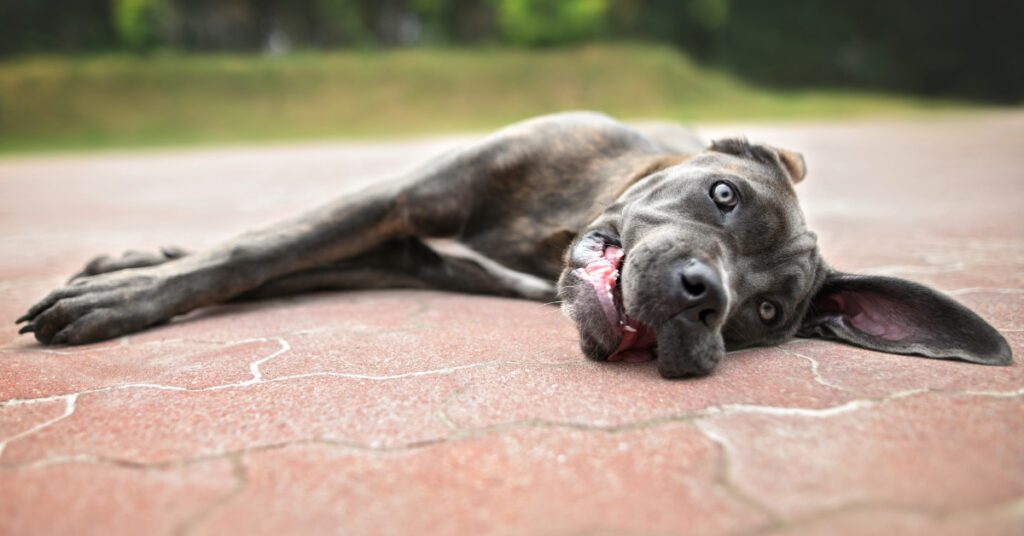overheated dog laying on the ground