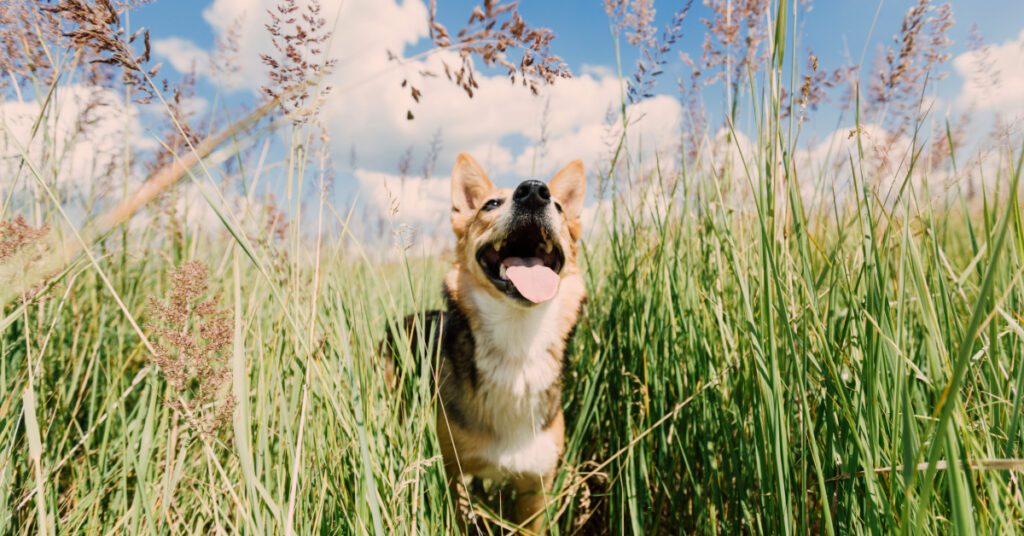 dog panting while in a field of tall grass