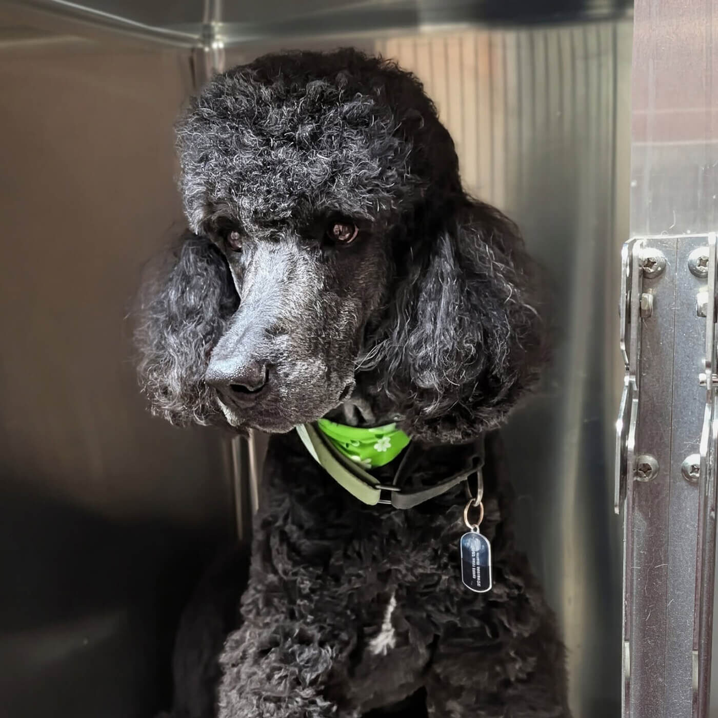 Black Poodle with breed specific cut