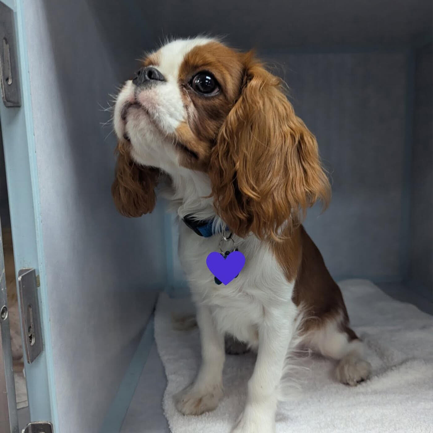 small brown and white puppy in kennel