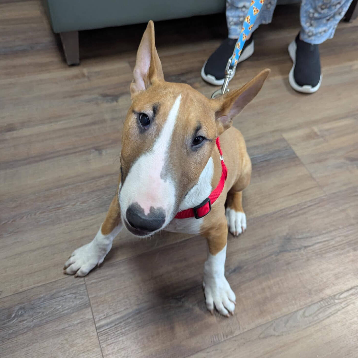 brown and white bull terrier dog sitting