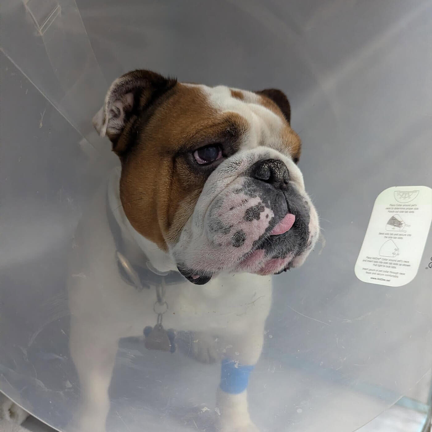 brown and white bulldog wearing surgical cone